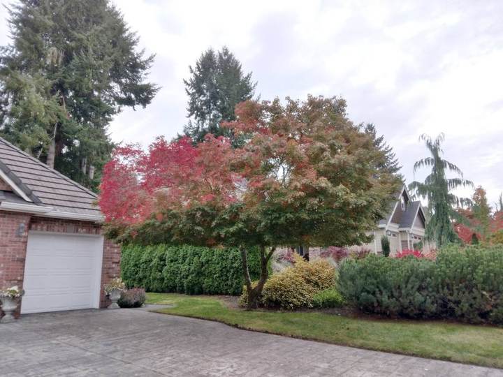 Tree Trimming
