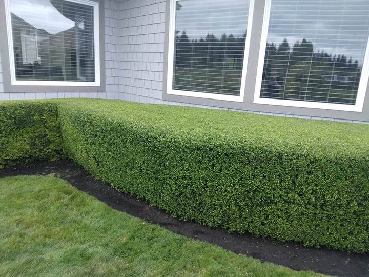 Hedging & Trimming